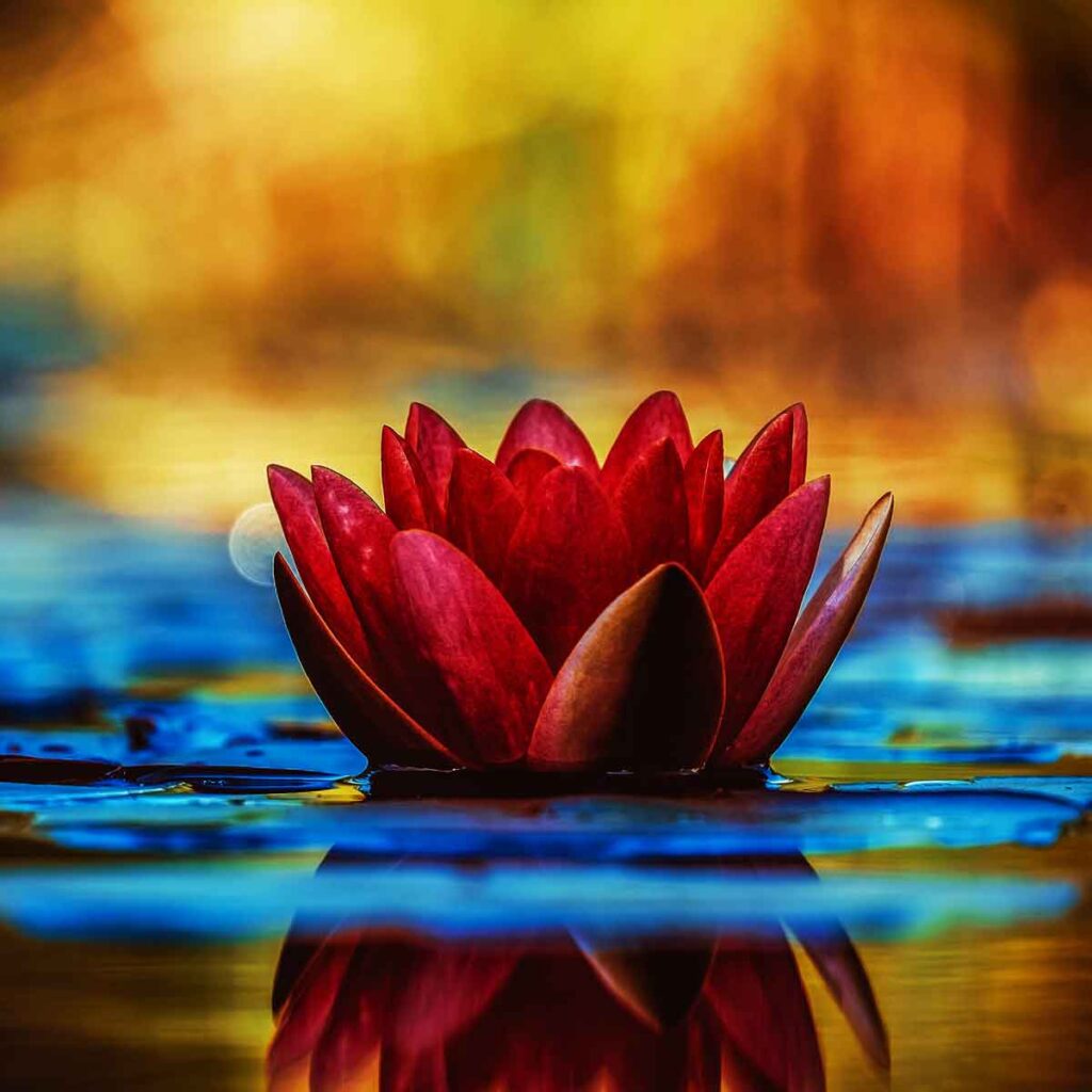 La flor de loto esconde un profundo significado espiritual que aparece en distintas religiones orientales.